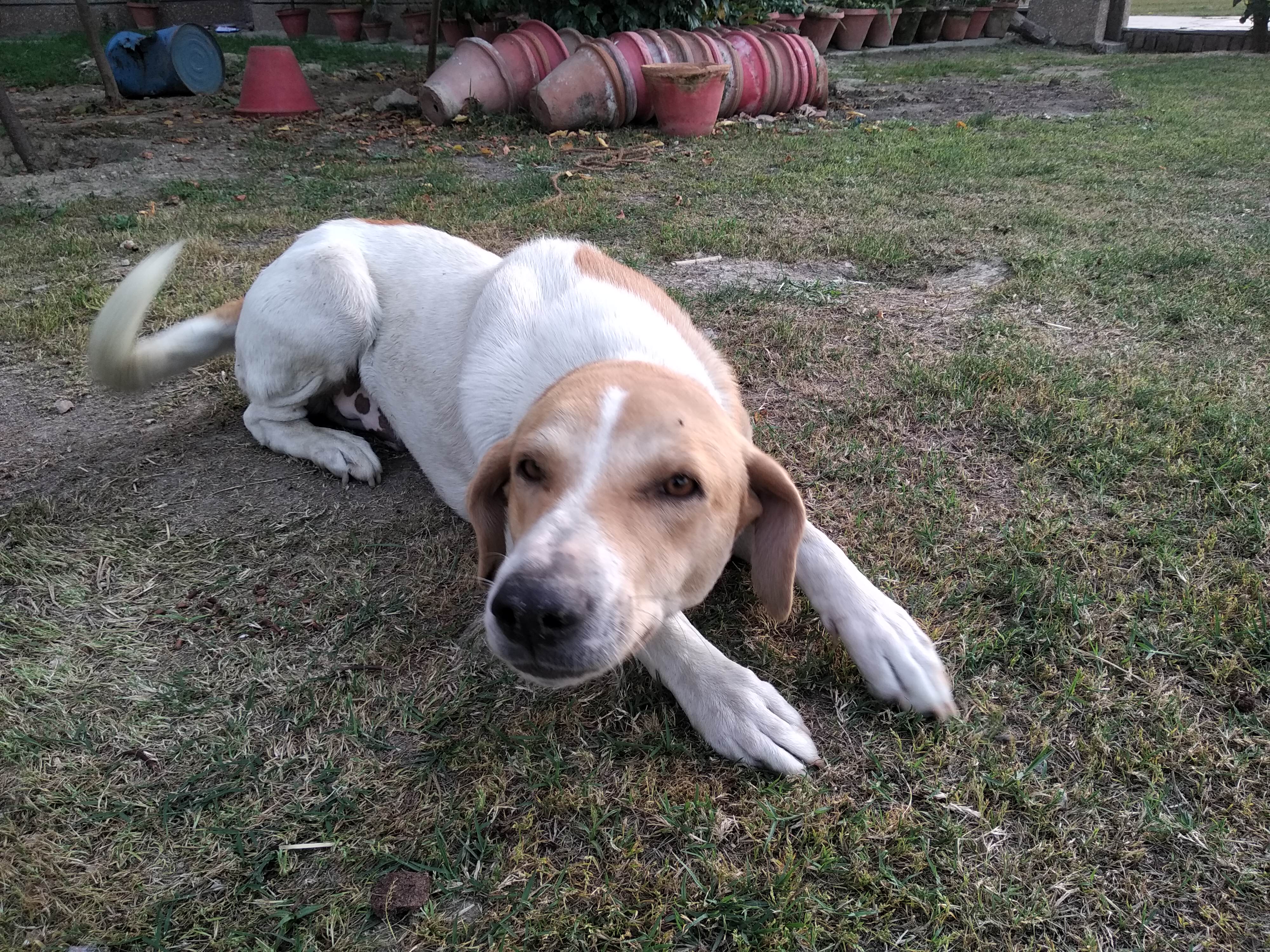 The step-brother dog, Hall 11